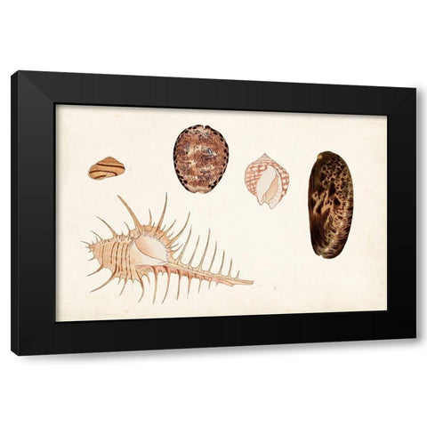 Antique Shell Anthology III Black Modern Wood Framed Art Print with Double Matting by Vision Studio