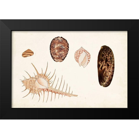 Antique Shell Anthology III Black Modern Wood Framed Art Print by Vision Studio