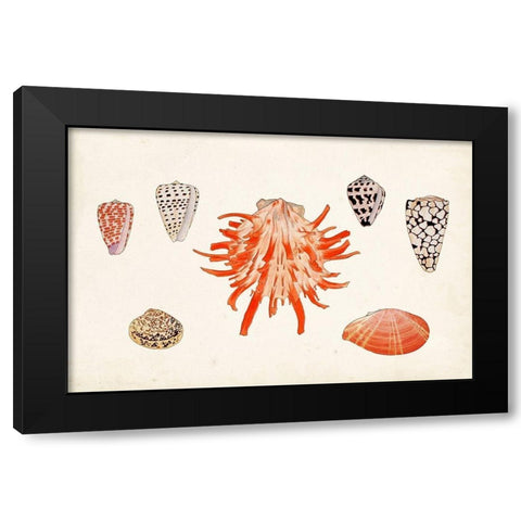 Antique Shell Anthology IV Black Modern Wood Framed Art Print with Double Matting by Vision Studio