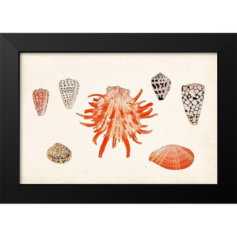 Antique Shell Anthology IV Black Modern Wood Framed Art Print by Vision Studio