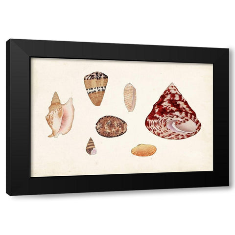 Antique Shell Anthology V Black Modern Wood Framed Art Print with Double Matting by Vision Studio