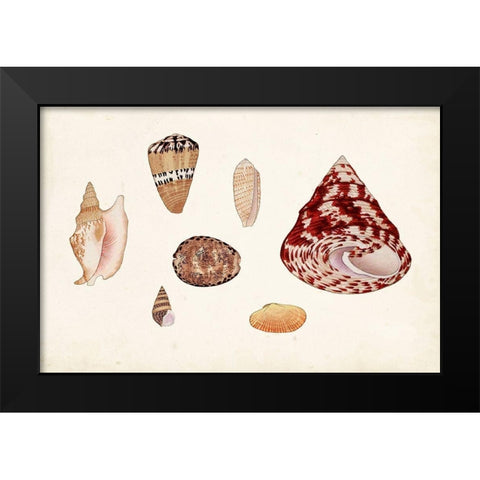 Antique Shell Anthology V Black Modern Wood Framed Art Print by Vision Studio