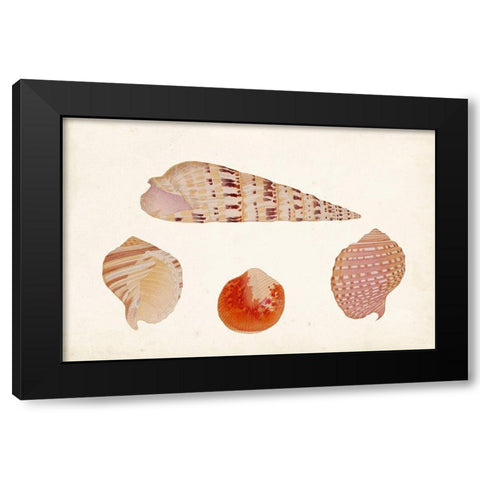 Antique Shell Anthology VII Black Modern Wood Framed Art Print with Double Matting by Vision Studio