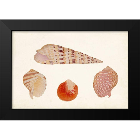 Antique Shell Anthology VII Black Modern Wood Framed Art Print by Vision Studio