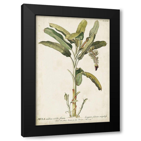 Banana Palm I Black Modern Wood Framed Art Print by Unknown