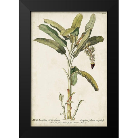 Banana Palm I Black Modern Wood Framed Art Print by Unknown