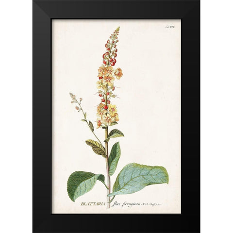 Alluring Botamical II Black Modern Wood Framed Art Print by Unknown