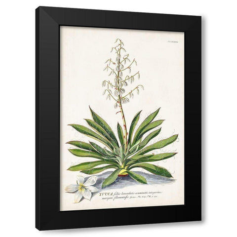 Alluring Botamical III Black Modern Wood Framed Art Print with Double Matting by Unknown