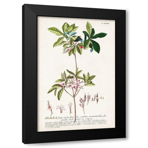 Alluring Botamical IV Black Modern Wood Framed Art Print by Unknown