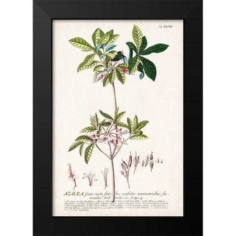 Alluring Botamical IV Black Modern Wood Framed Art Print by Unknown