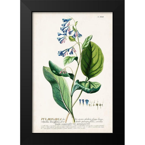 Alluring Botamical V Black Modern Wood Framed Art Print by Unknown