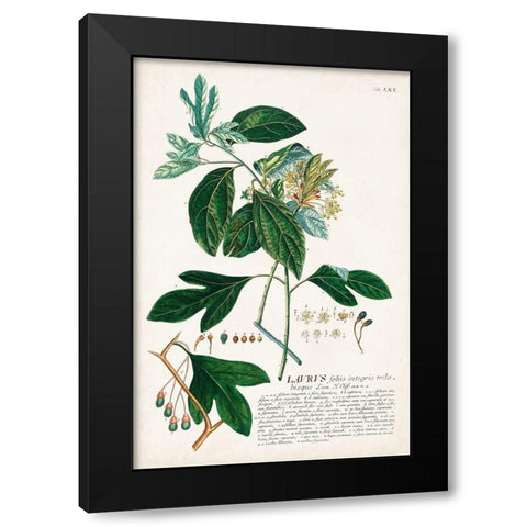 Alluring Botamical VI Black Modern Wood Framed Art Print with Double Matting by Unknown