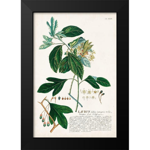 Alluring Botamical VI Black Modern Wood Framed Art Print by Unknown