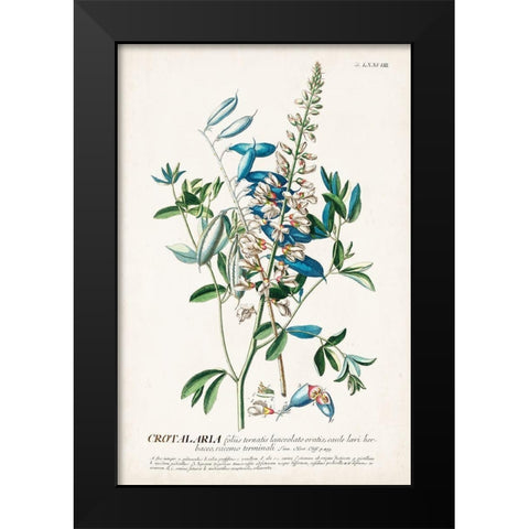 Alluring Botamical VII Black Modern Wood Framed Art Print by Unknown