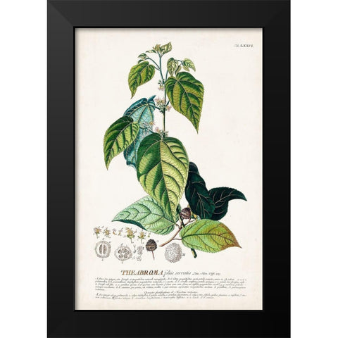 Alluring Botamical VIII Black Modern Wood Framed Art Print by Unknown