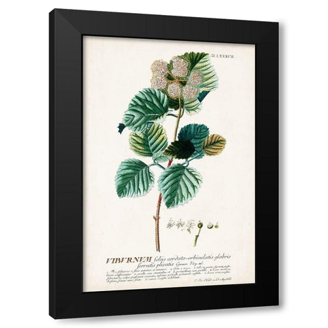 Alluring Botamical IX Black Modern Wood Framed Art Print with Double Matting by Unknown