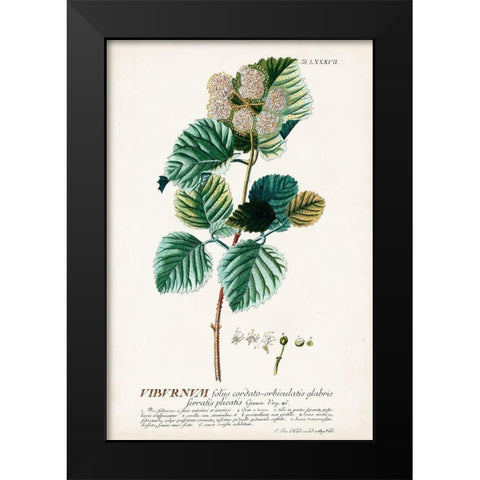 Alluring Botamical IX Black Modern Wood Framed Art Print by Unknown
