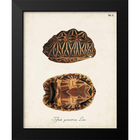 Antique Turtles and Shells I Black Modern Wood Framed Art Print by Unknown