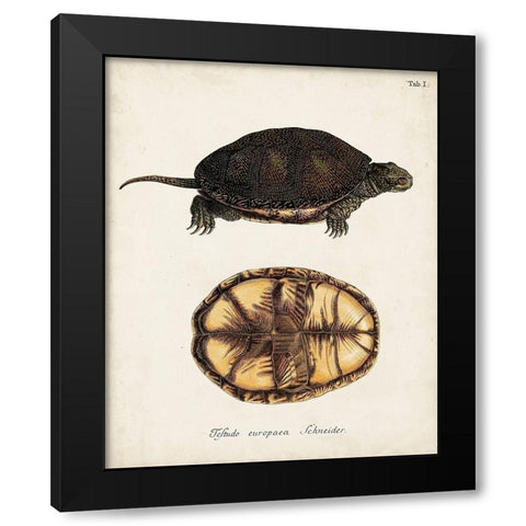 Antique Turtles and Shells II Black Modern Wood Framed Art Print by Unknown