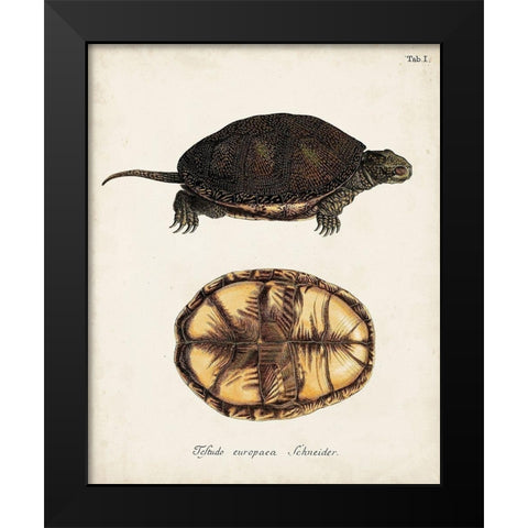 Antique Turtles and Shells II Black Modern Wood Framed Art Print by Unknown