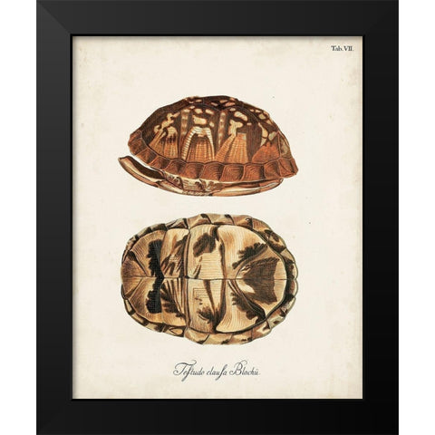 Antique Turtles and Shells III Black Modern Wood Framed Art Print by Unknown