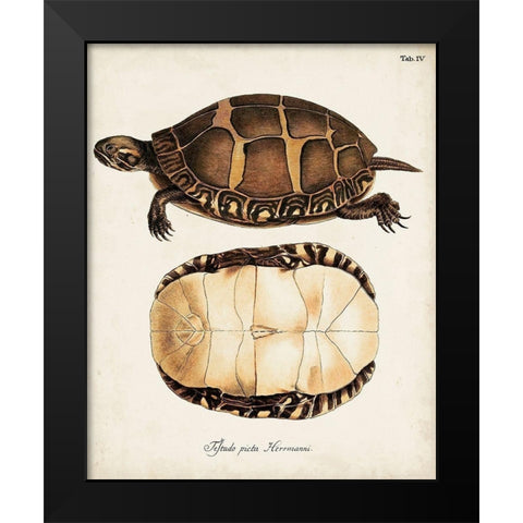 Antique Turtles and Shells IV Black Modern Wood Framed Art Print by Unknown