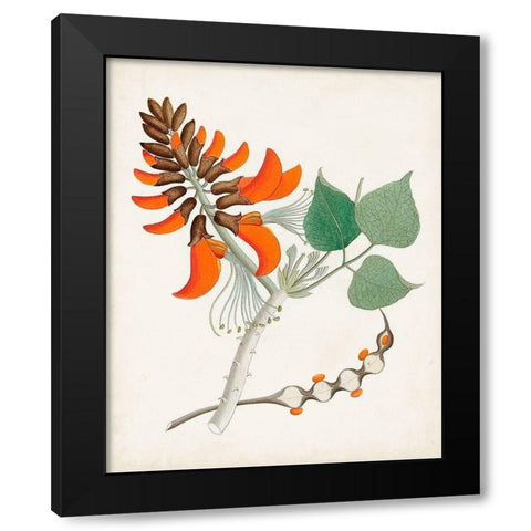Botanical of the Tropics I Black Modern Wood Framed Art Print by Unknown
