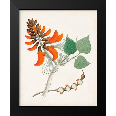 Botanical of the Tropics I Black Modern Wood Framed Art Print by Unknown