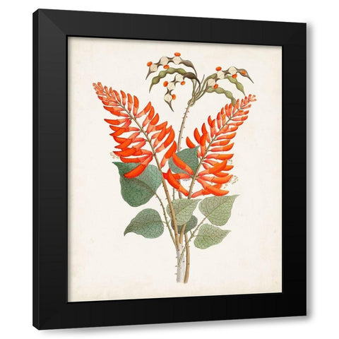 Botanical of the Tropics II Black Modern Wood Framed Art Print by Unknown