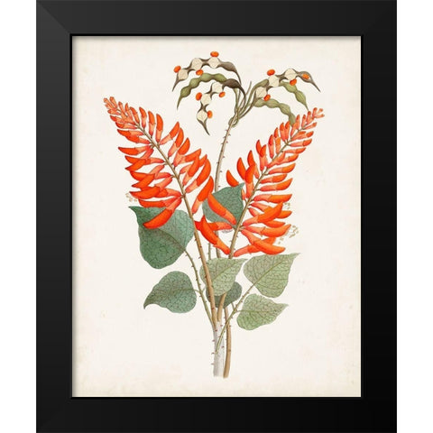 Botanical of the Tropics II Black Modern Wood Framed Art Print by Unknown