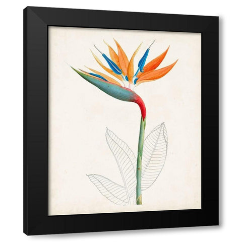 Botanical of the Tropics IV Black Modern Wood Framed Art Print with Double Matting by Unknown