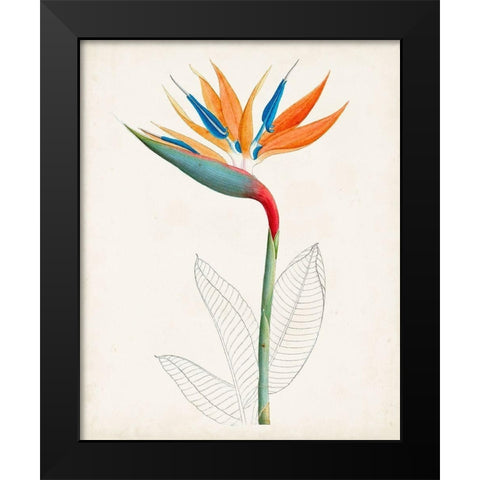 Botanical of the Tropics IV Black Modern Wood Framed Art Print by Unknown