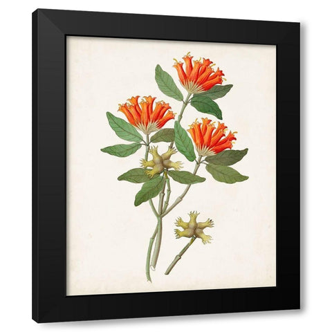 Botanical of the Tropics V Black Modern Wood Framed Art Print by Unknown