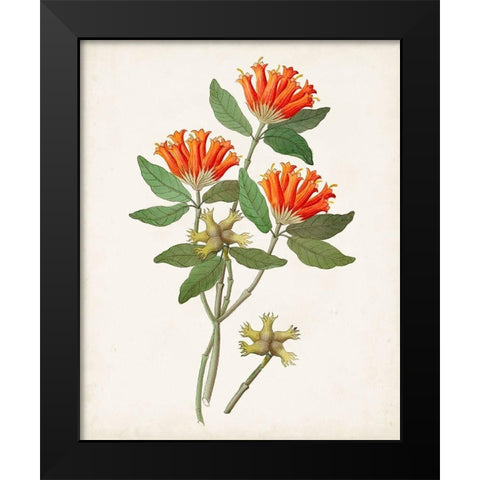 Botanical of the Tropics V Black Modern Wood Framed Art Print by Unknown