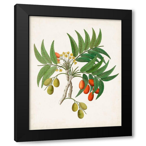 Botanical of the Tropics VI Black Modern Wood Framed Art Print by Unknown