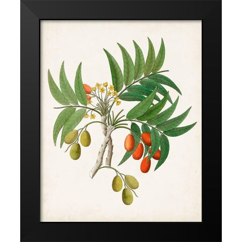 Botanical of the Tropics VI Black Modern Wood Framed Art Print by Unknown