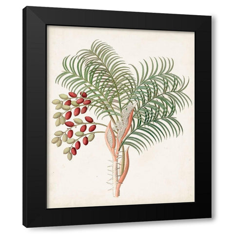 Botanical of the Tropics VII Black Modern Wood Framed Art Print with Double Matting by Unknown