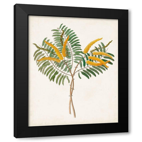 Botanical of the Tropics VIII Black Modern Wood Framed Art Print by Unknown