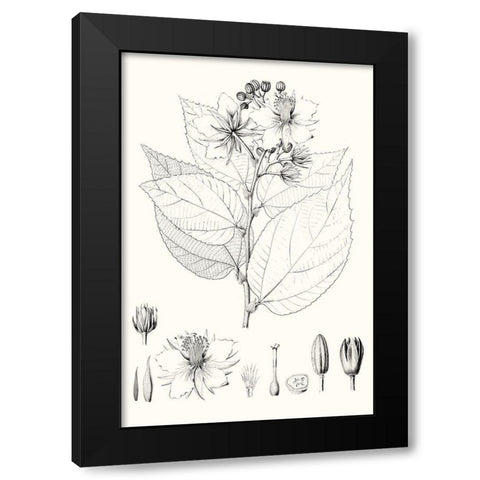 Illustrative Leaves III Black Modern Wood Framed Art Print by Vision Studio