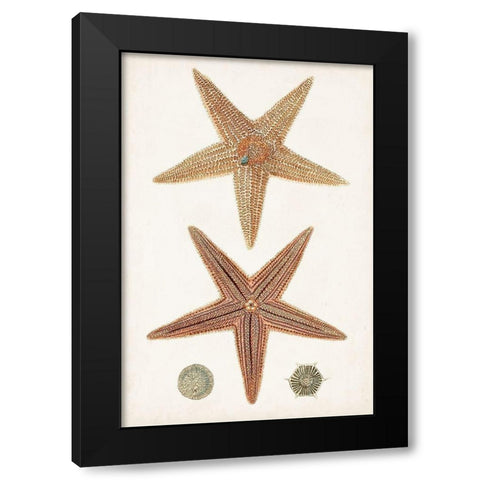 Coastal Curiosity I Black Modern Wood Framed Art Print by Unknown