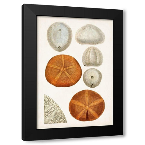 Coastal Curiosity II Black Modern Wood Framed Art Print by Unknown