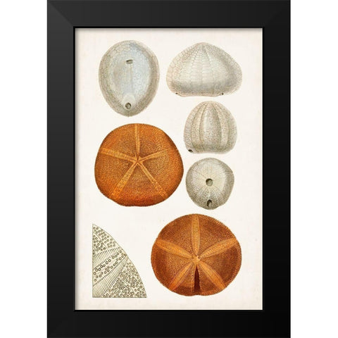 Coastal Curiosity II Black Modern Wood Framed Art Print by Unknown
