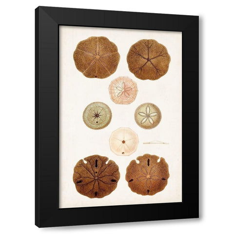 Coastal Curiosity III Black Modern Wood Framed Art Print with Double Matting by Unknown