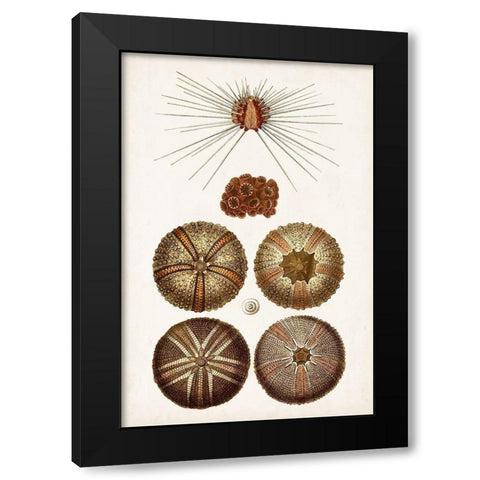 Coastal Curiosity IV Black Modern Wood Framed Art Print with Double Matting by Unknown