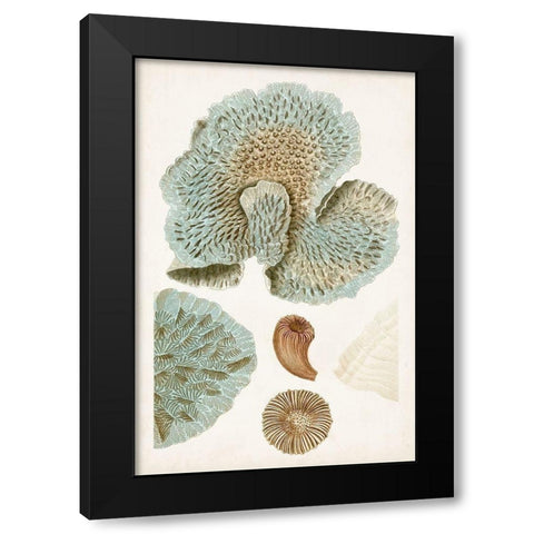 Coastal Curiosity V Black Modern Wood Framed Art Print by Unknown