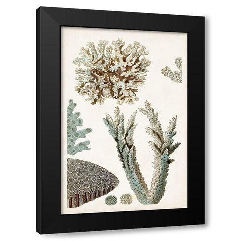 Coastal Curiosity VI Black Modern Wood Framed Art Print with Double Matting by Unknown