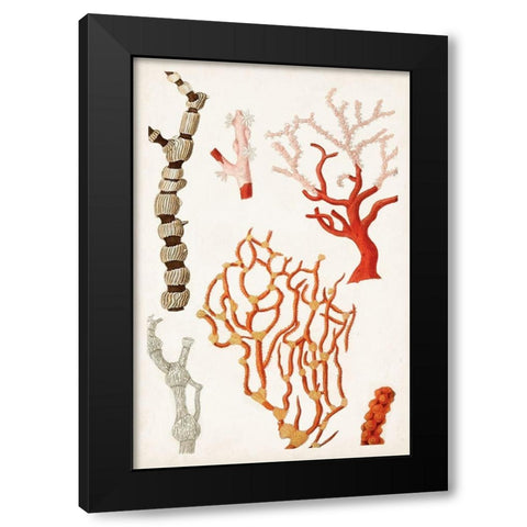 Coastal Curiosity VII Black Modern Wood Framed Art Print by Unknown