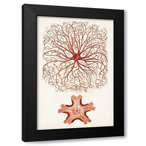 Coastal Curiosity VIII Black Modern Wood Framed Art Print by Unknown