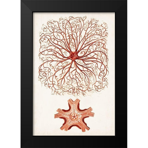 Coastal Curiosity VIII Black Modern Wood Framed Art Print by Unknown