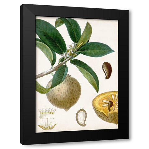 Turpin Tropical Fruit I Black Modern Wood Framed Art Print with Double Matting by Turpin